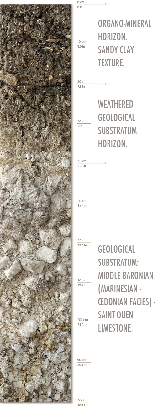 A breakdown of the Le Dessus Du Bois Marie Vineyard soil from 0 to 100 centimeters depth.